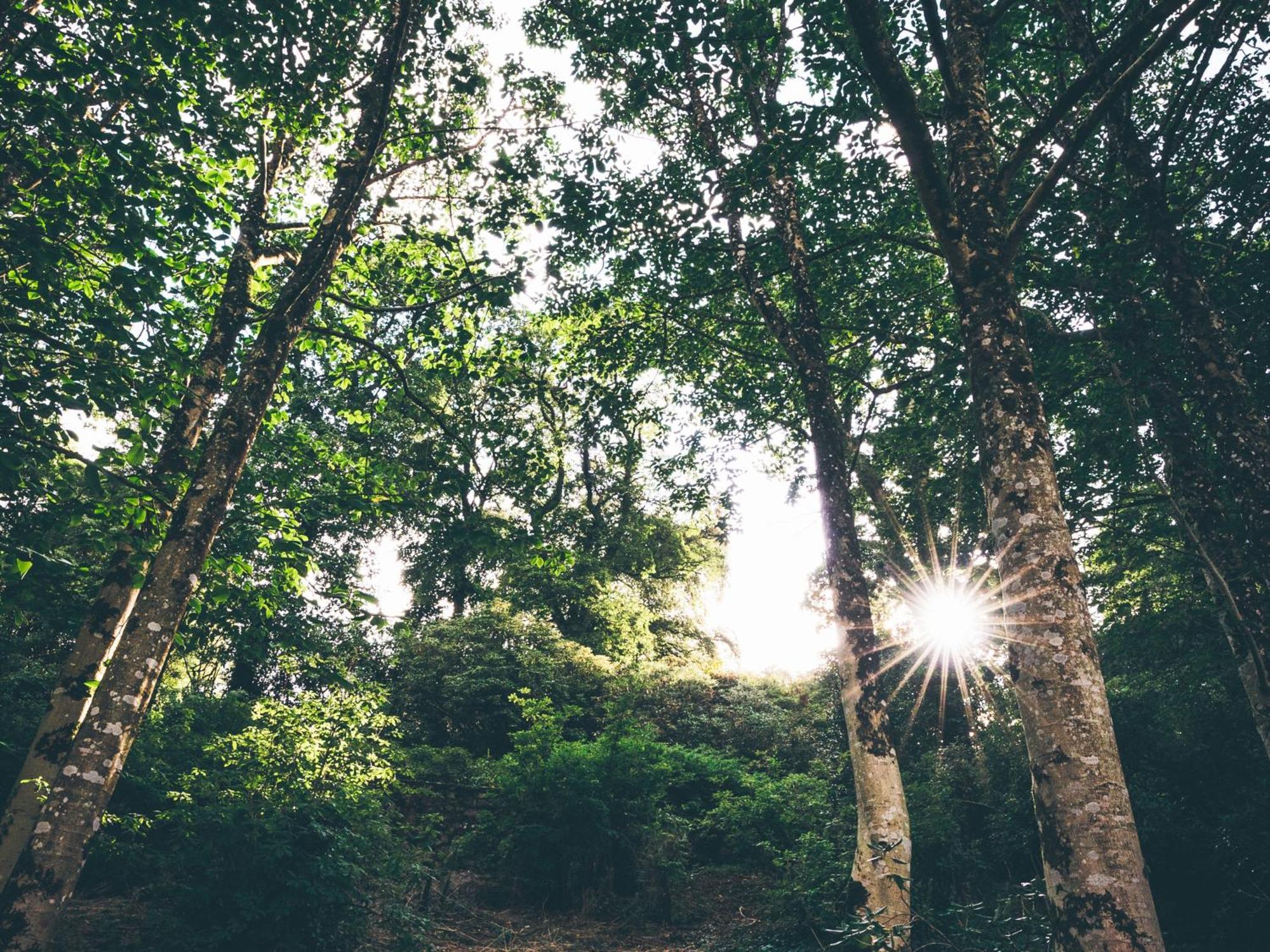 The Forest At Mount Congreve Gardens Kilmeaden Kültér fotó